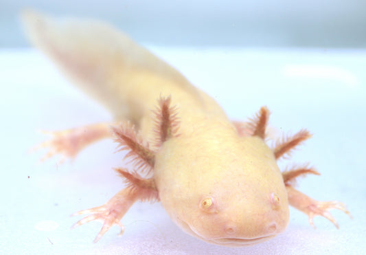 Axolotl Doré (Ambystoma Mexicanum)