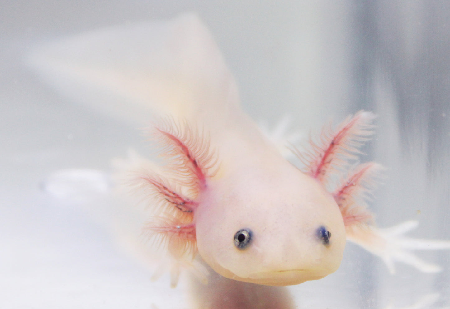 Axolotl Leucistique (Ambystoma Mexicanum)