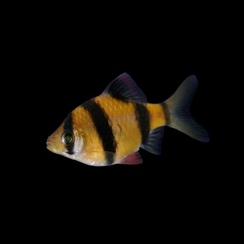 Barbu De Sumatra Orange Soleil (Puntigrus Tetrazona)