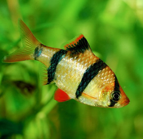 Barbu De Sumatra Tigré (Puntigrus Tetrazona)