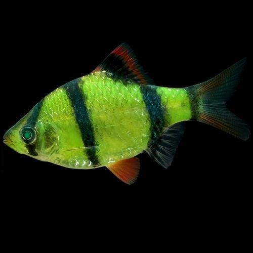 Barbu De Sumatra Vert Électrique (Puntigrus Tetrazona)