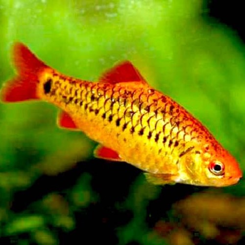 Barbu Doré (Barbodes Semifasciolatus)