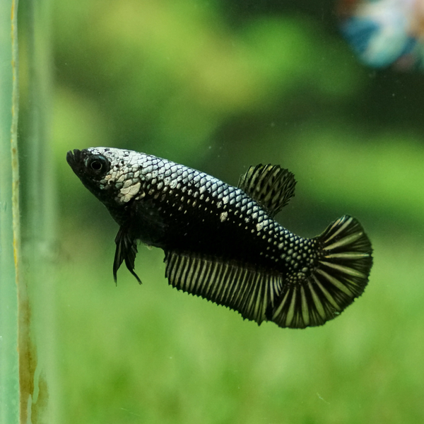 Betta Plakat Samurai Noir (Betta Splendens)