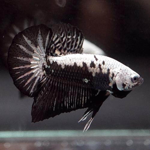 Betta Plakat Samurai Noir (Betta Splendens)