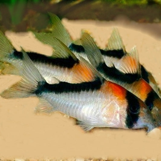 Corydoras D'Adolf (Corydoras Adolfoi)