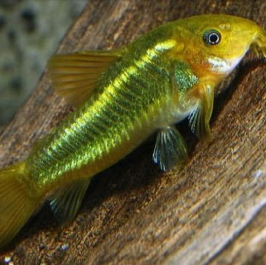 Corydoras Laser Vert (Corydoras Aeneus Sp. CW009)