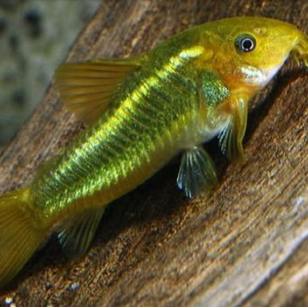 Corydoras Laser Vert (Corydoras Aeneus sp. CW009)