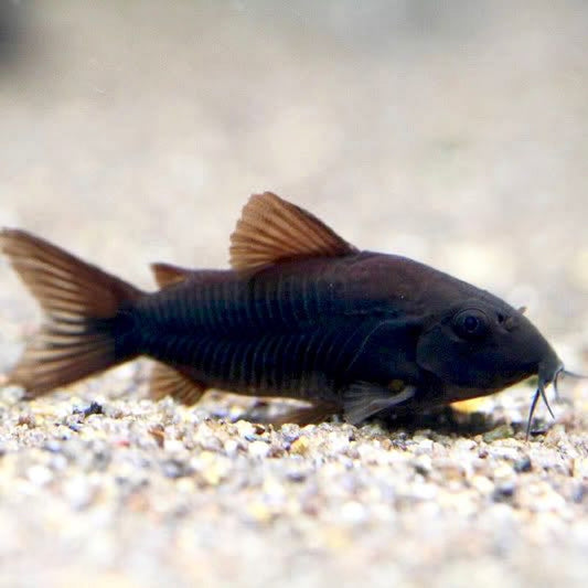Corydoras Vénézuélien Noir (Corydoras Concolor)