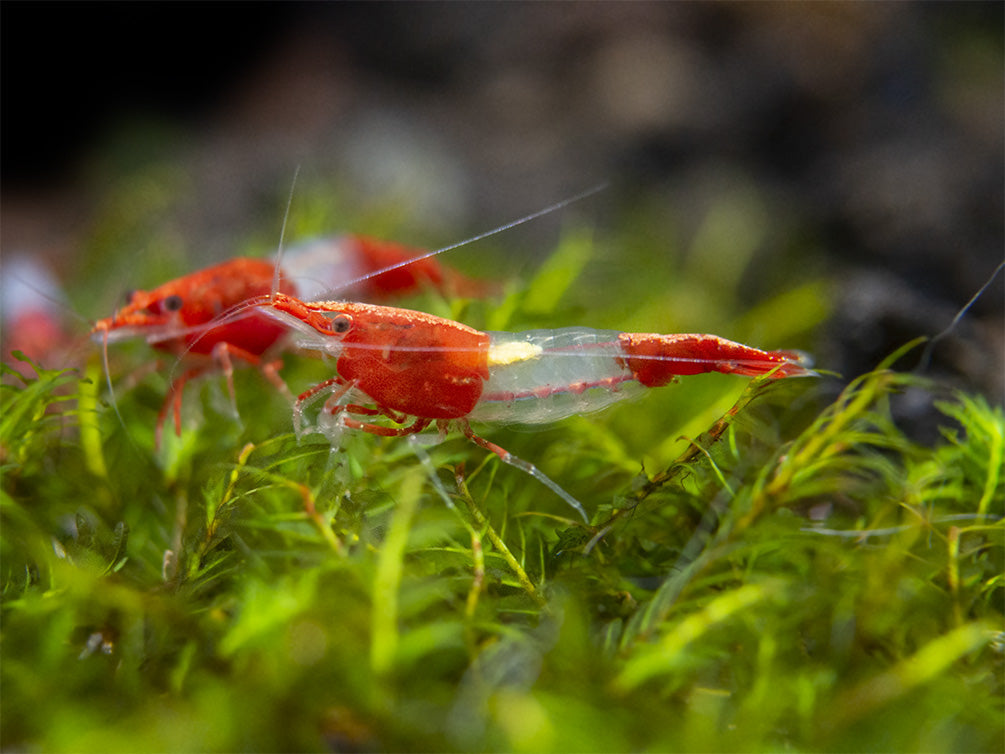 Crevette Rili Rouge (Neocaridina Davidi)