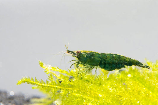 Crevette Verte (Neocaridina Davidi)