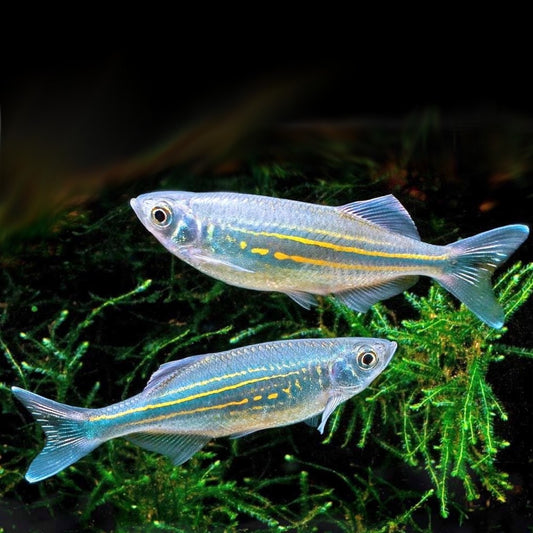 Danio Géant (Devario Aequipinnatus)