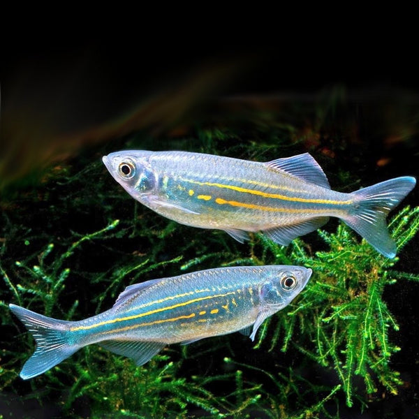Danio Géant (Devario Aequipinnatus)