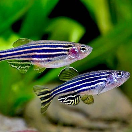 Danio Zébré (Danio Rerio)