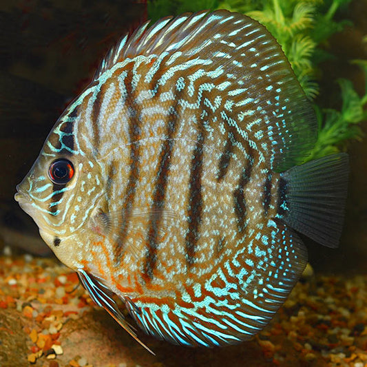 Discus Jaune Turquoise (Symphysodon Aequifasciatus)