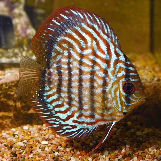 Discus Rouge Turquoise (Symphysodon Aequifasciatus)