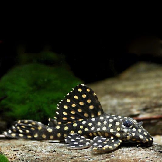Pléco Inspector (Hypancistrus Sp. L201)