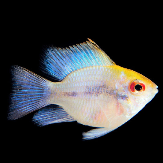 Ramirezi Allemand Ballon Bleu Électrique (Mikrogeophagus Ramirezi)