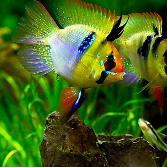 Ramirezi Allemand Ballon (Mikrogeophagus Ramirezi)