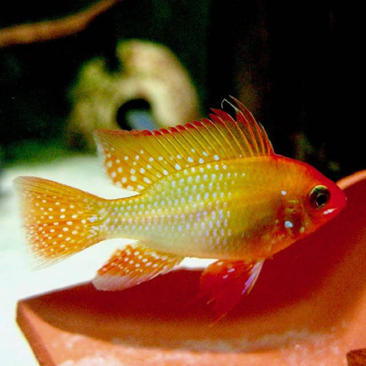 Ramirezi Allemand Doré (Mikrogeophagus Ramirezi)
