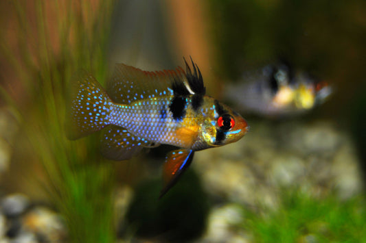 Ramirezi Allemand (Mikrogeophagus Ramirezi)