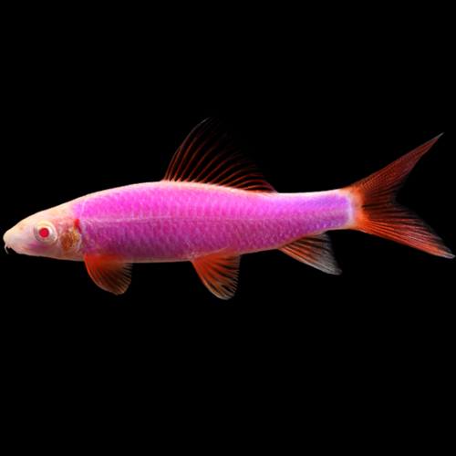 Requin Arc-En-Ciel Rose Moonrise (Epalzeorhynchos Frenatum)