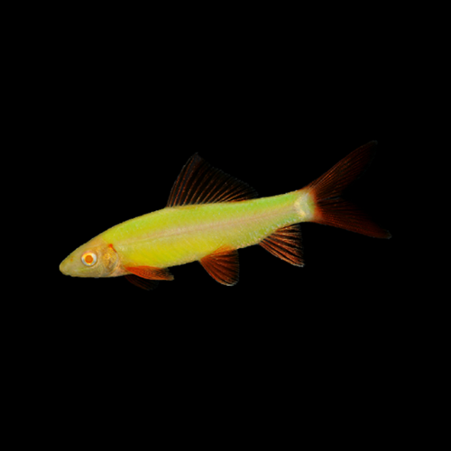 Requin Arc-En-Ciel Vert Électrique (Epalzeorhynchos Frenatum)