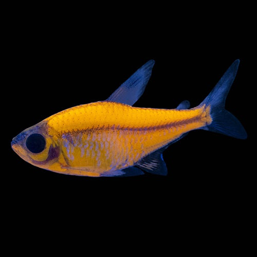 Tétra Pristella Orange Sunburst (Pristella Maxillaris)