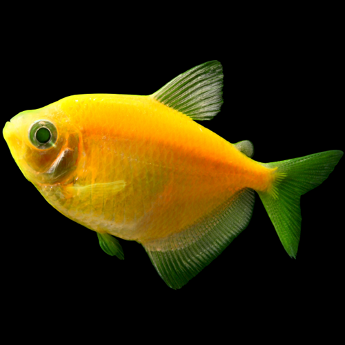 Tétra Glofish Orange Sunburst (Gymnocorymbus Ternetzi)