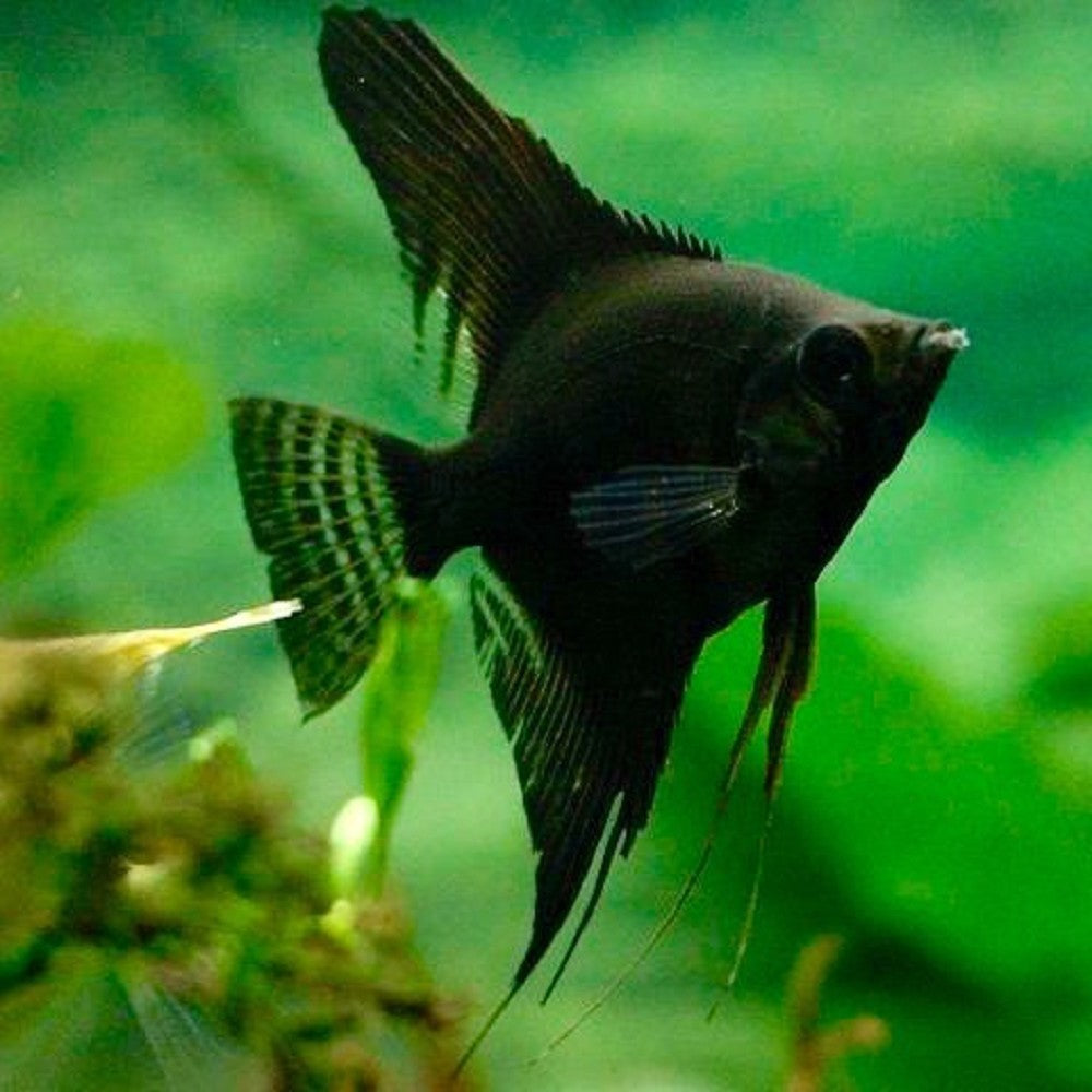 Black Angelfishs (Pterophyllum)