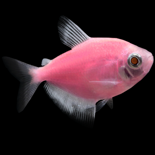 Tétra Glofish Rose Moonrise (Gymnocorymbus Ternetzi)