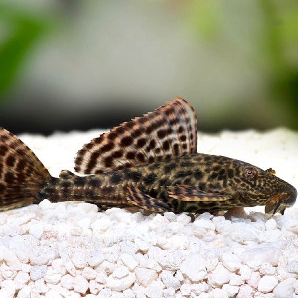 Pléco Noir (Hypostomus Plecostomus)