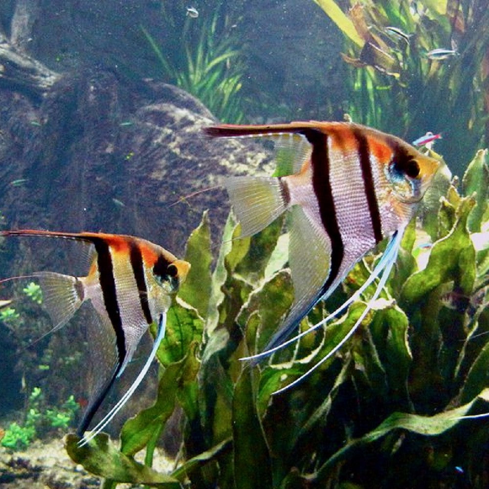 Red Angelfishs (Pterophyllum)
