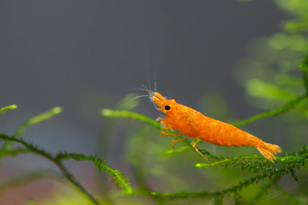 Crevette Orange (Neocaridina Davidi)