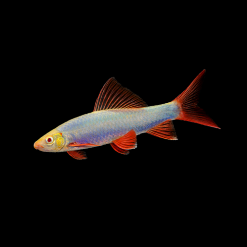 Requin Arc-en-Ciel Bleu Cosmique (Epalzeorhynchos Frenatum)