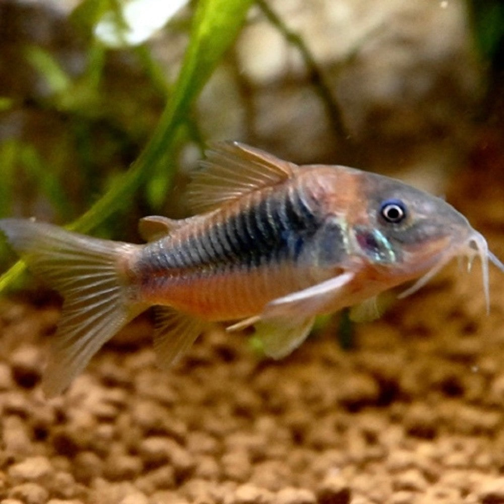Corydoras Bronze (Corydoras Aeneus) Poseidon
