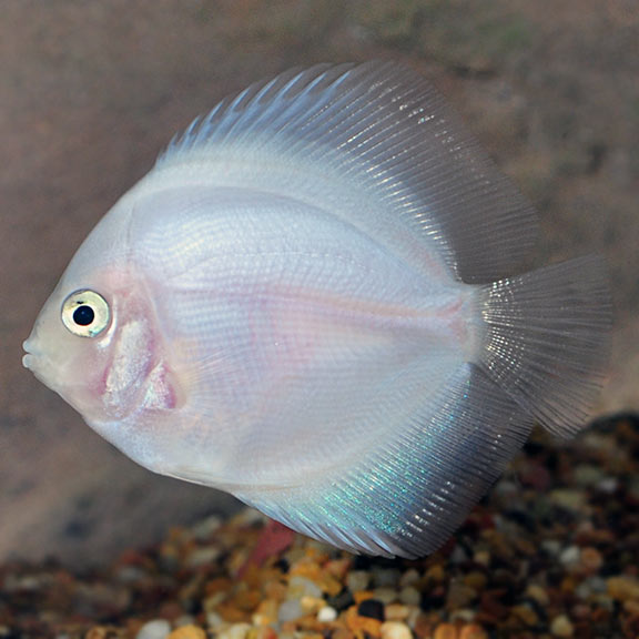 Discus Blanc Neige (Symphysodon Aequifasciatus)