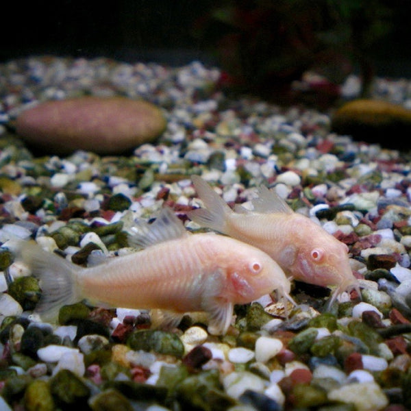 Corydoras Albino (Corydoras Aeneus)