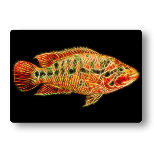 Parachromis Motaguensis (Red Tiger)