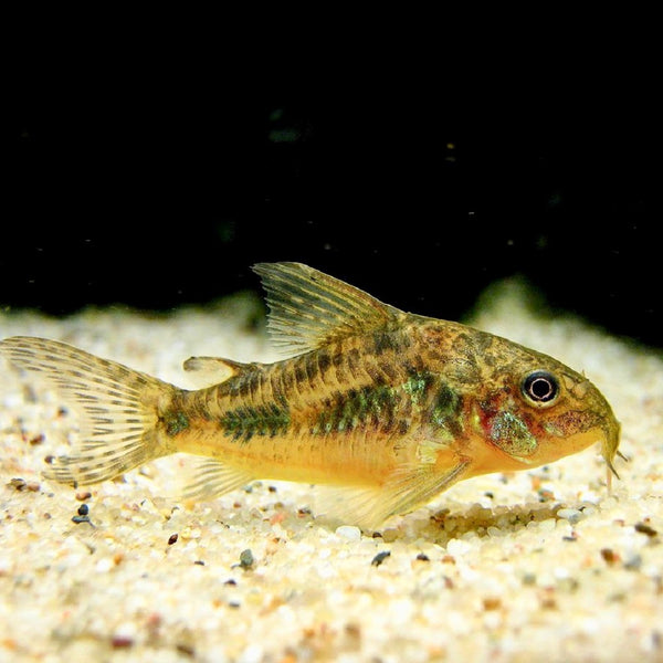 Corydoras Poivré (Corydoras Paleatus)