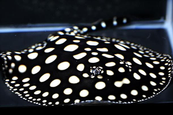 Potamotrygon Leopoldi (Black Diamond)