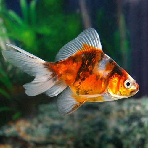 Queue de Voile (Carassius auratus)