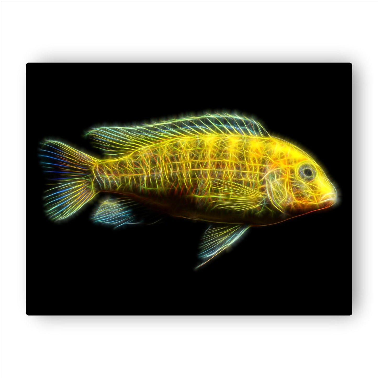 Labidochromis Caeruleus (Yellow Lab)