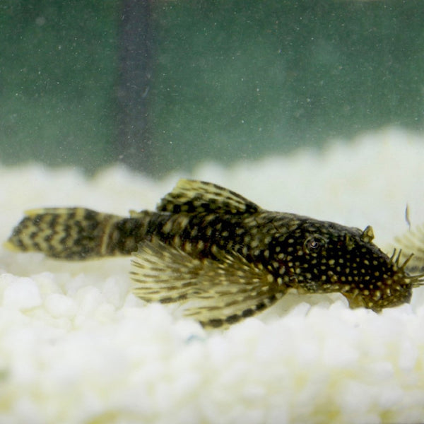 Ancistrus (Ancistrus Temminckii)