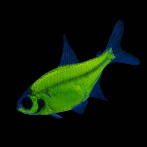 Tétra Pristella Vert Électrique (Pristella Maxillaris)