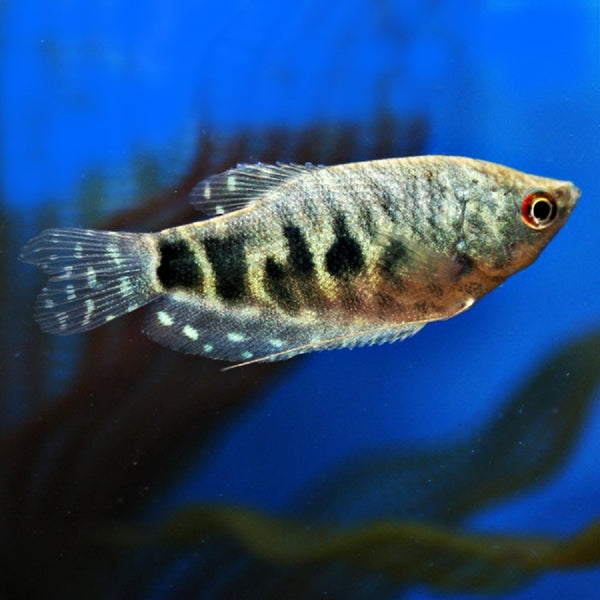 Gourami Bleu (Trichogaster Trichopterus)