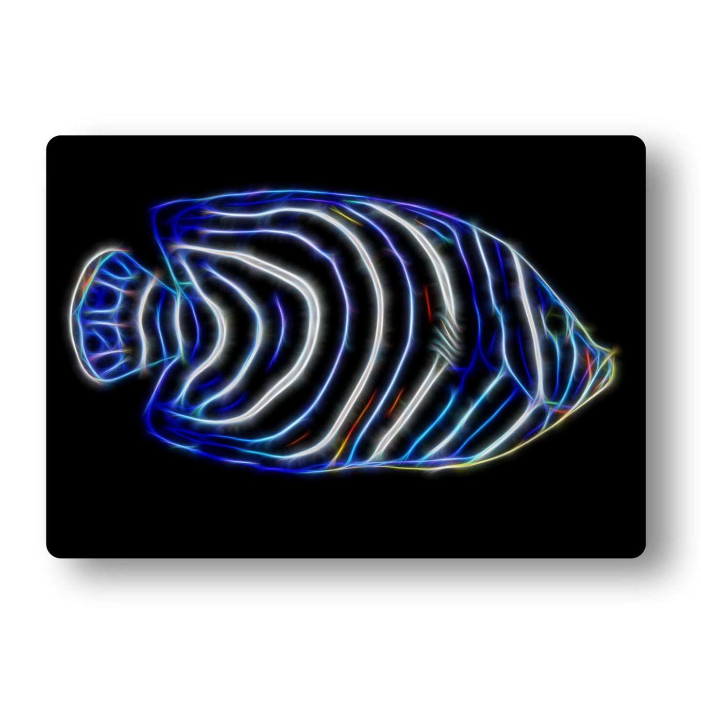 Emperor Angelfish (Pomacanthus Imperator)