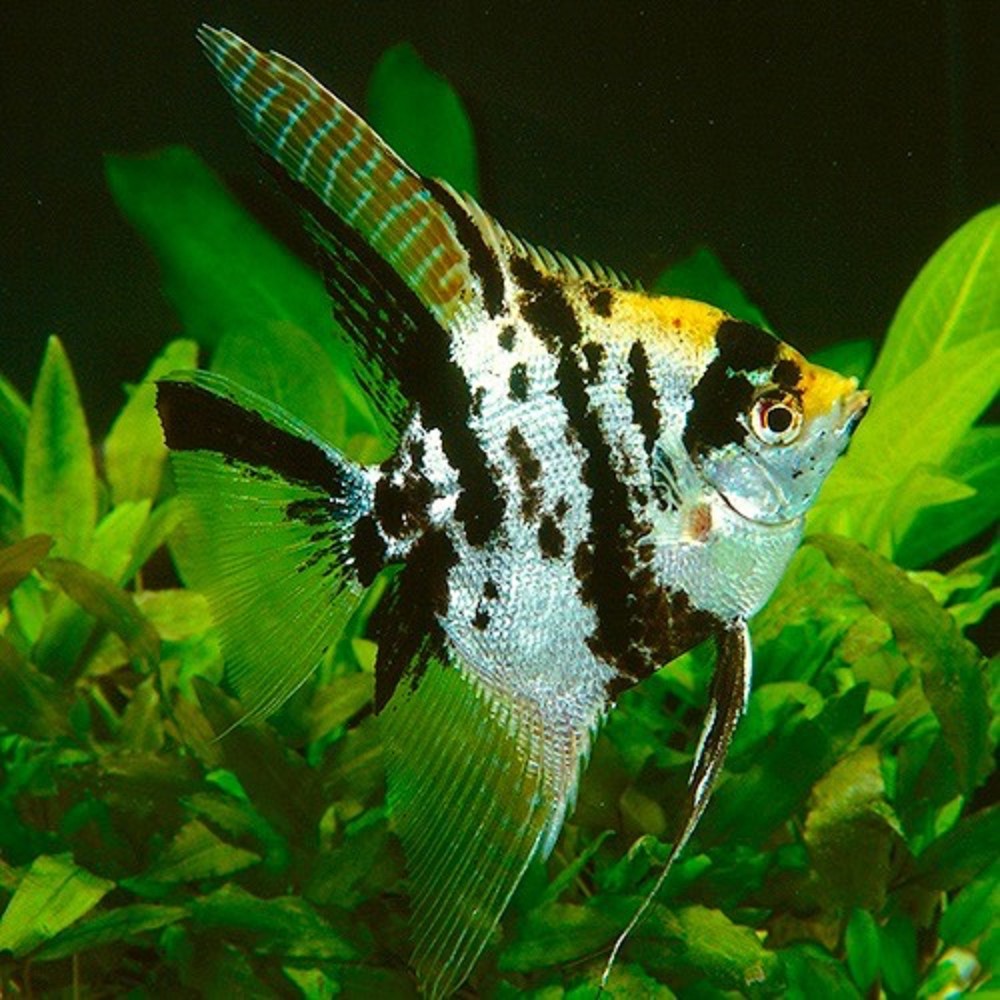 Koi Angelfishs (Pterophyllum)