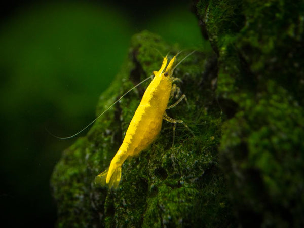 Crevette Jaune (Neocaridina Davidi)