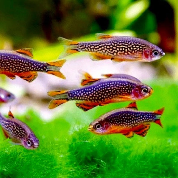 Rasbora Galaxie (Celestichthys Margaritatus)