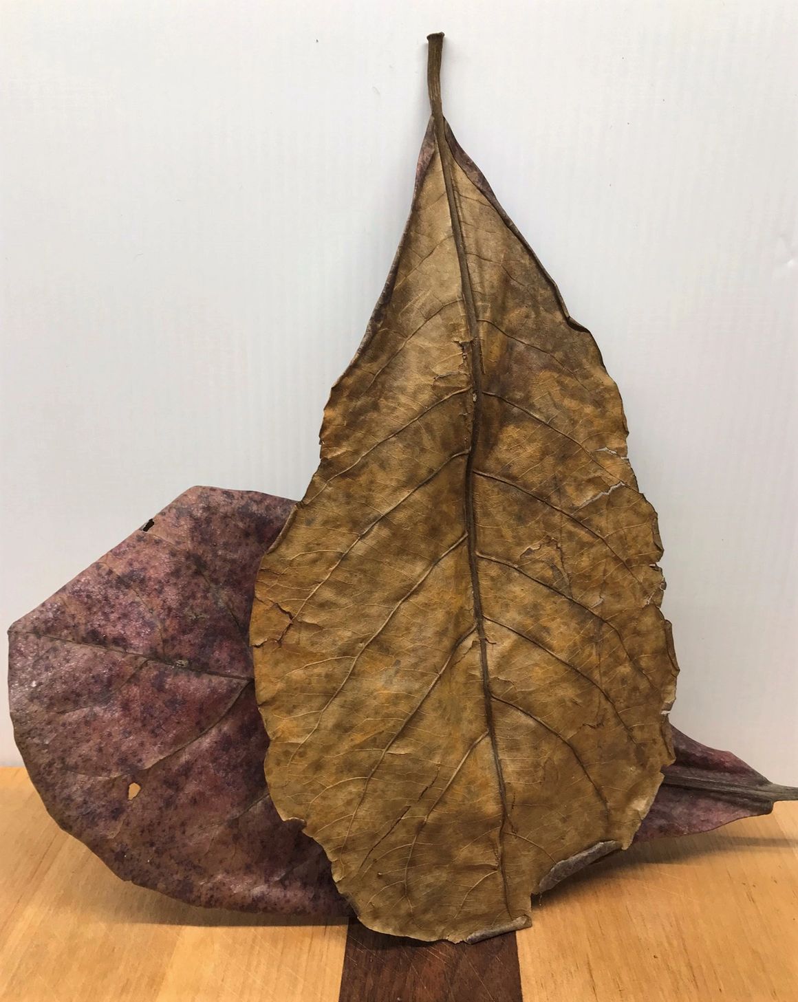 Catappa Leaves